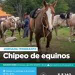 La Municipalidad Realizará Jornadas de Chipeos de Equinos