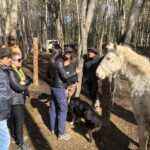 La Municipalidad de Ushuaia Realiza Jornada Itinerante de Chipeo de Equinos