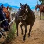 Ushuaia: chipearon 19 caballos durante la Fiesta del “Asado Más Austral del Mundo”