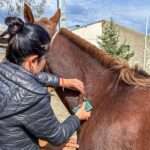 Ushuaia: Zoonosis municipal chipeó equinos de la Policía para mejorar su identificación