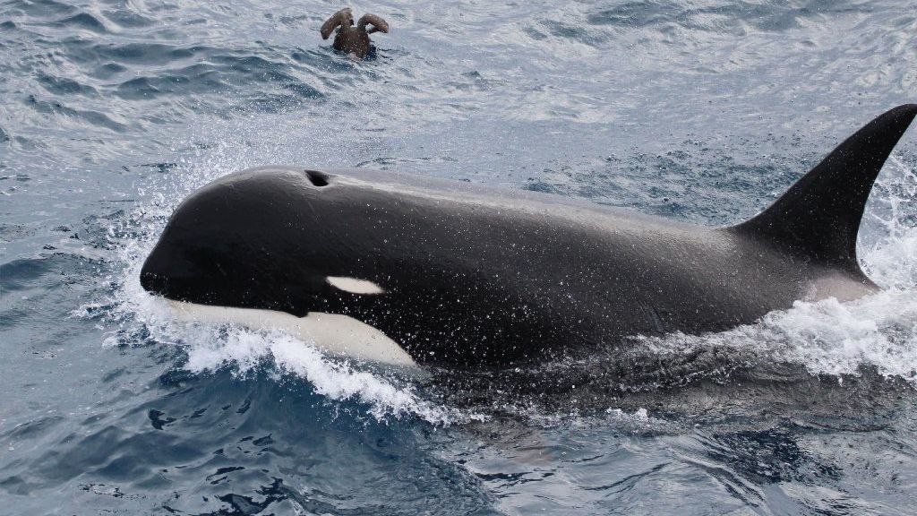 Imagen ilustrativa de Ornicus orca ecotipo D